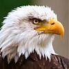 FlyWithEagle