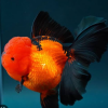 oranda