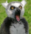 Lemur