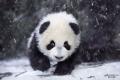 Small-Panda