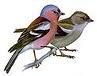 chaffinch