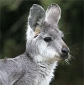 Wallaroo