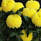 chrysanthemum