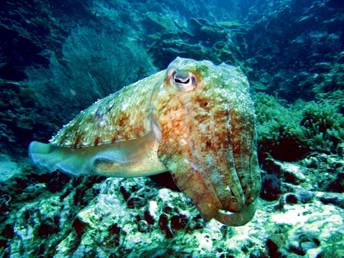 Каракатица в природе. Морской монах каракатица. Головоногие моллюски каракатица. Двустворчатые моллюски каракатица. Каракатица красное море.