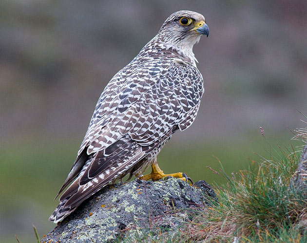 Кречет Falco rusticolus Linnaeus