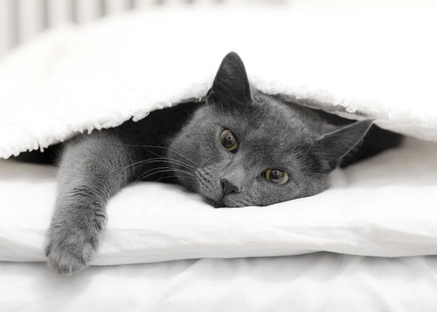 Котик лежит под одеялом