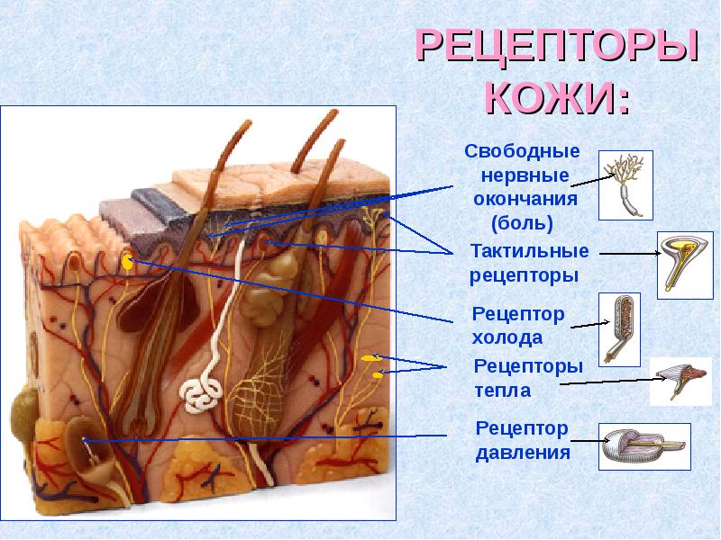 Где рецепторы. Строение кожи тактильные рецепторы. Тепловые рецепторы кожи представлены. Рецепторная функция структура кожи. Рецепторы кожи свободные нервные окончания.