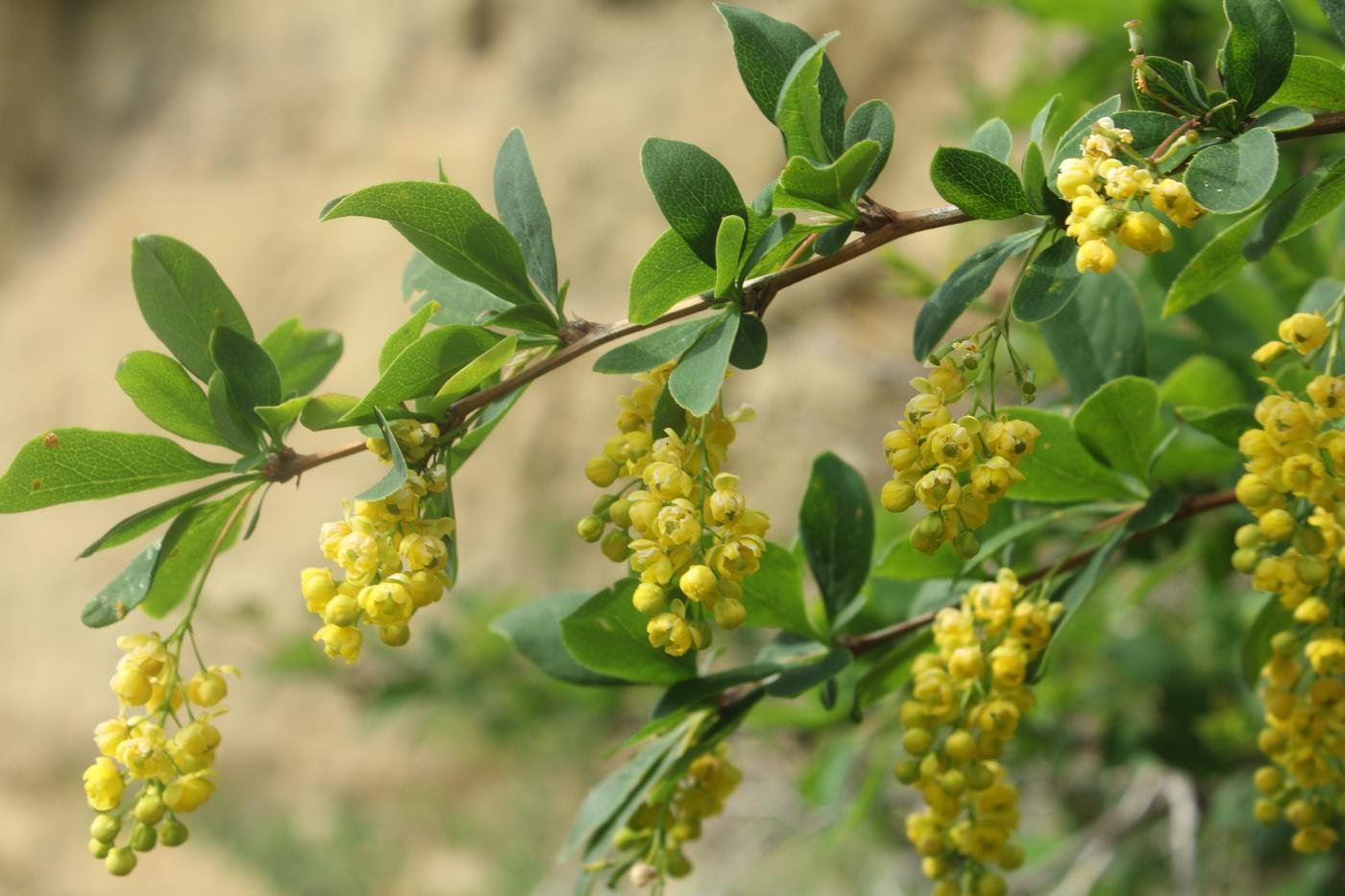 Побег барбариса. Барбарис обыкновенный Berberis vulgaris. Барбарис обыкновенный - Bеrberis vulgаris.. Барбарис обыкновенный (Berberis vulgaris l.). Барбарис продолговатый Berberis oblonga.