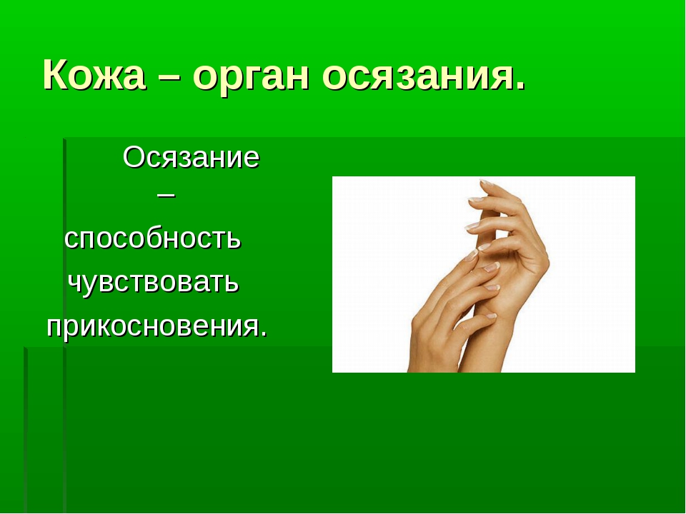 Осязание. Органы осязания презентация. Кожа орган осязания. Осязание это чувство. Руки орган осязания.