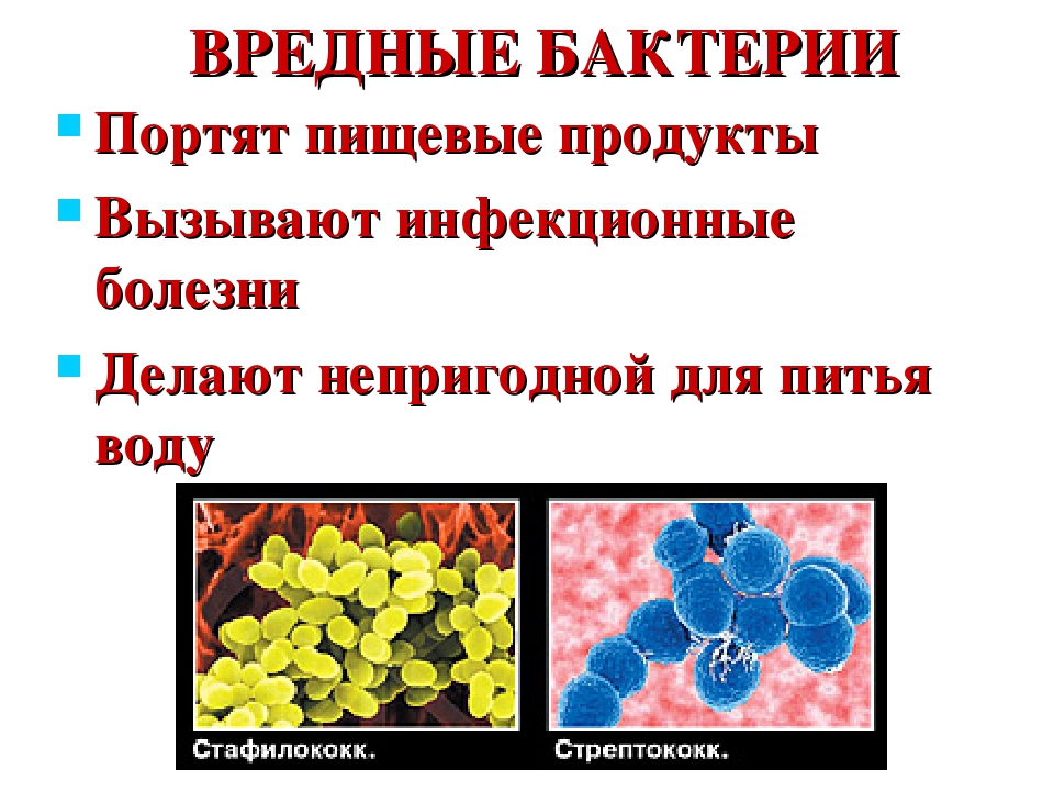 Полезные и вредные бактерии презентация