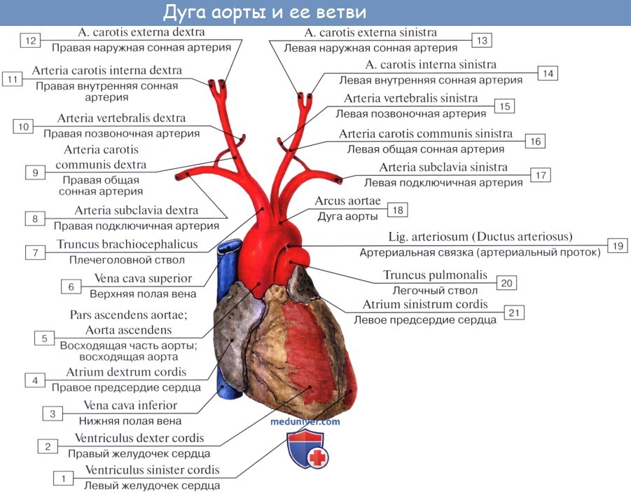 Схема сонных артерий человека